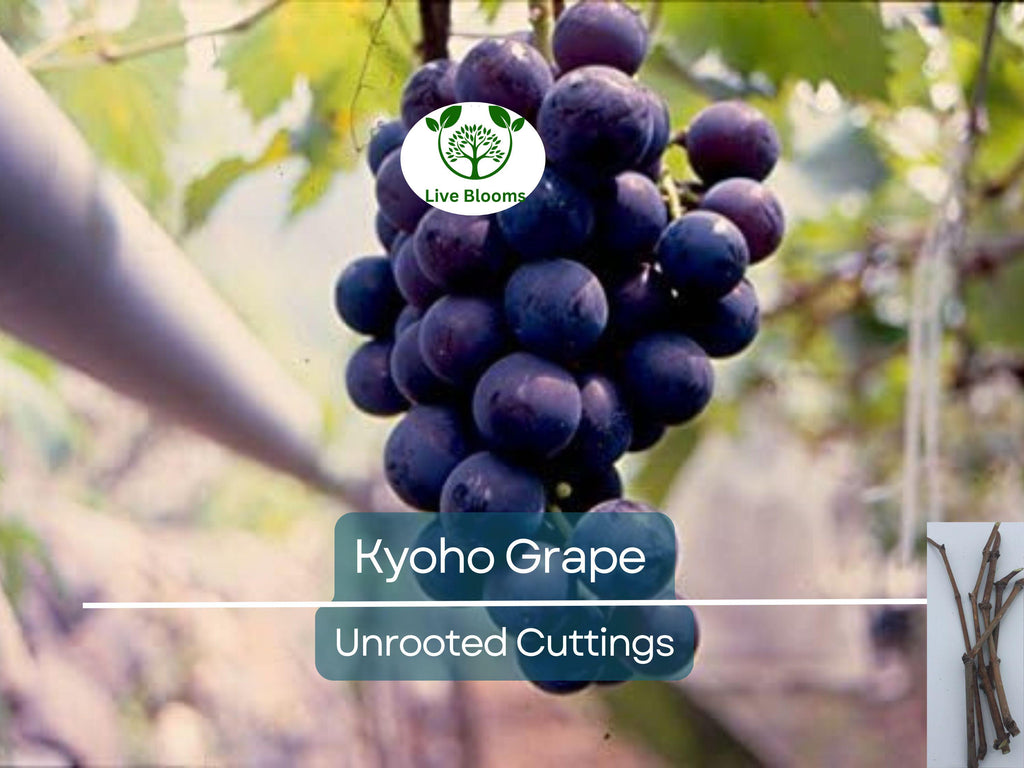 5 Japanese Kyoho Grape Unrooted Cuttings, Vitis labrusca, Sweet Purple Grapes, Easy to Root, Grape Vine Propagation, Rare Fruit Cuttings