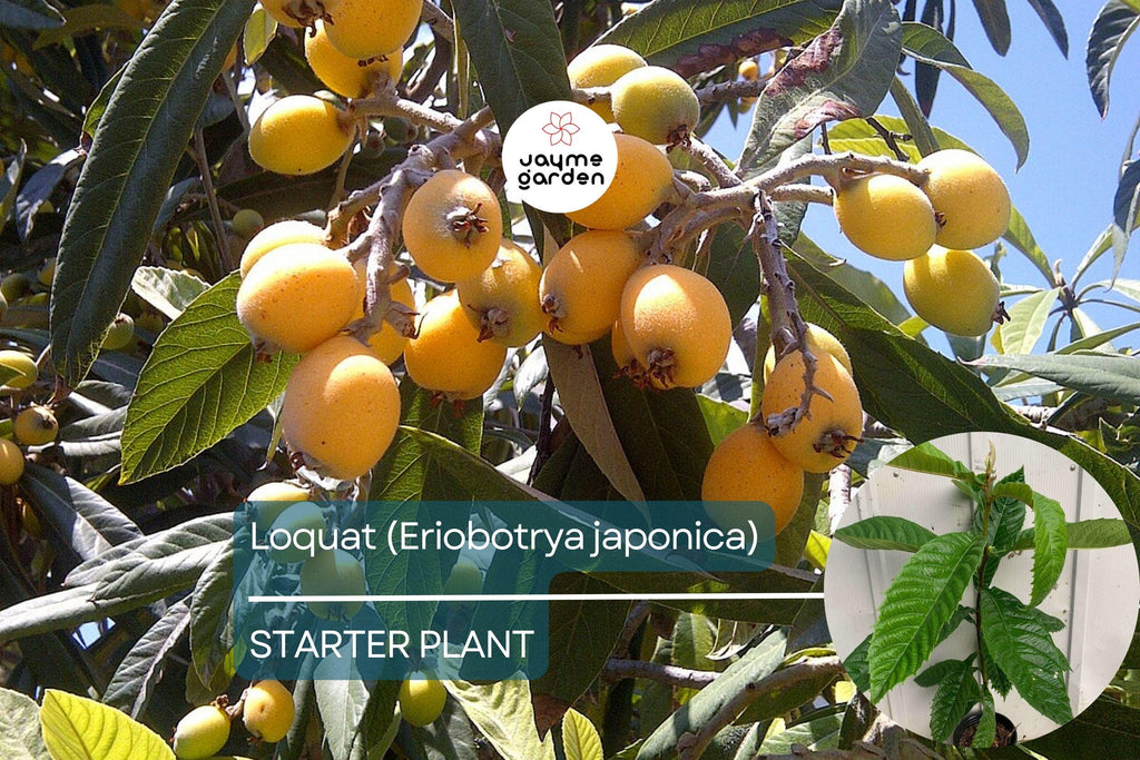 Loquat Tree - Live Eriobotrya japonica Fruit Tree 1’-2’ Tall | Ornamental & Edible | Sweet, Tangy Fruit for Gardens and Containers