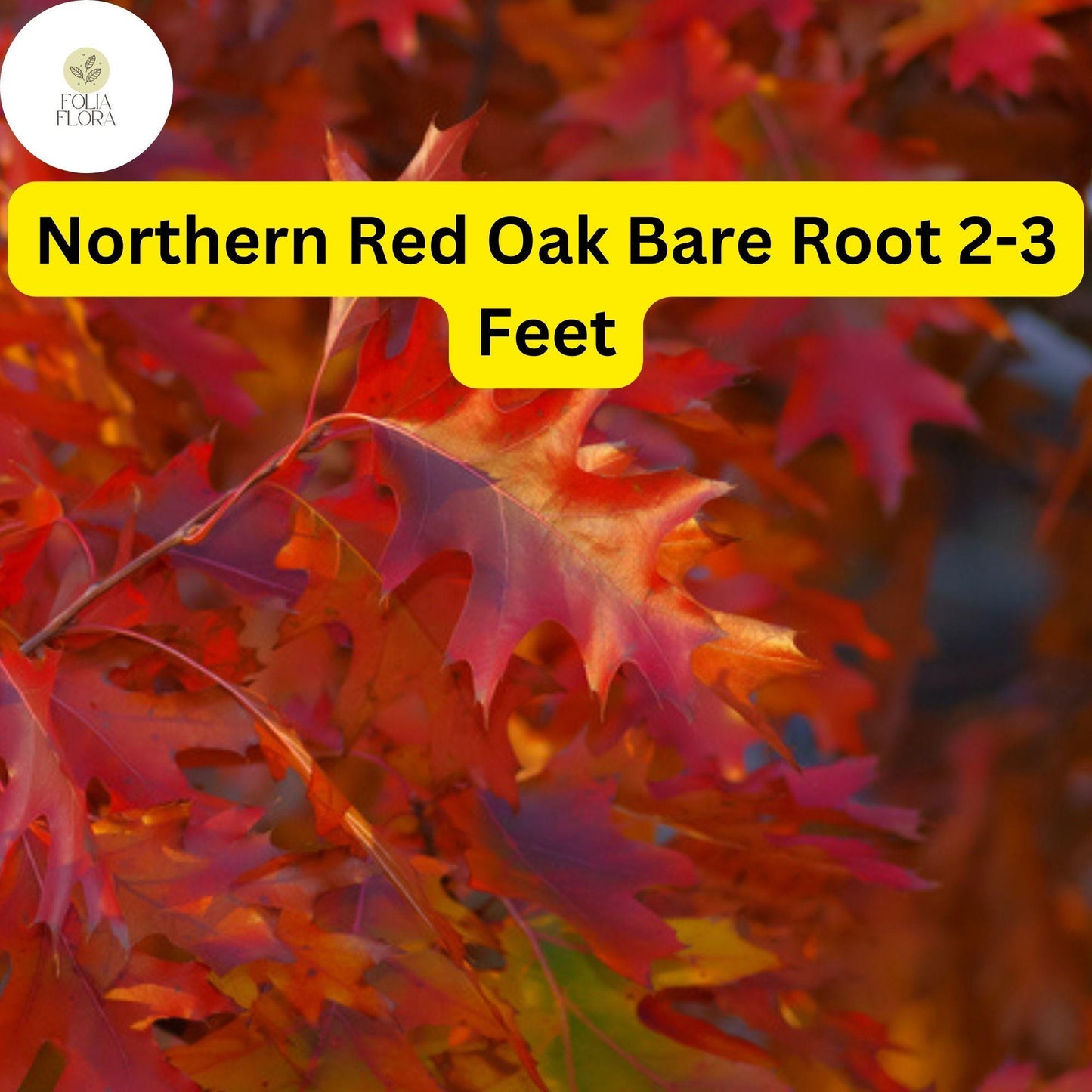 1 Northern Red Oak Tree (Quercus rubra) - Live Bare Root Plant 2-3 Feet