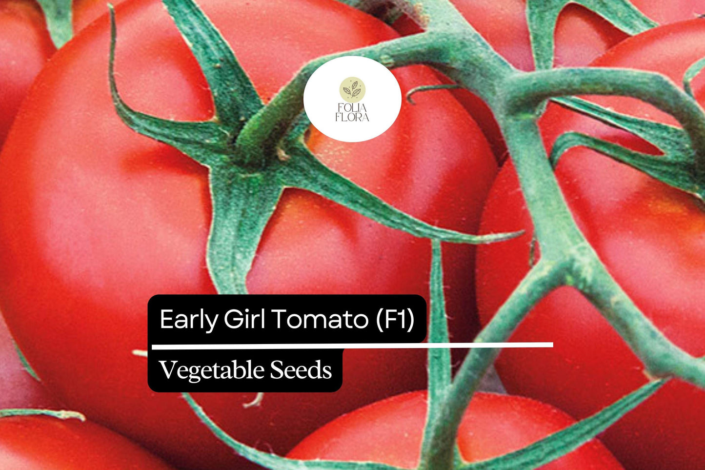 10 Seeds Early Girl Tomato (F1 Hybrid) – Fast-Maturing, Sweet, and Juicy Tomato Variety
