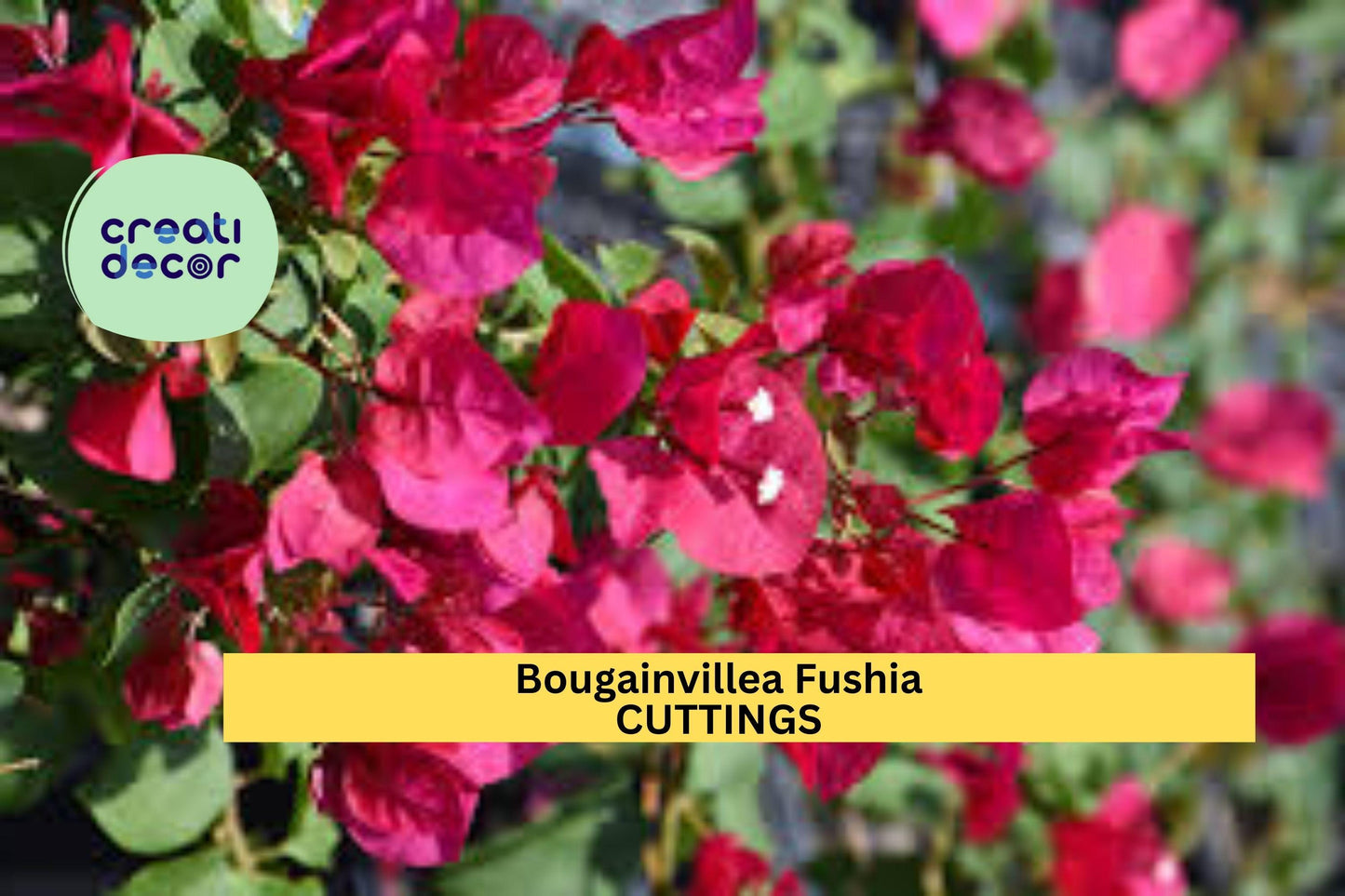 8 Fuchsia Bougainvillea Cuttings | Vibrant Flowering Vine Starter | Stunning Tropical Plant for Fences, Walls, Containers