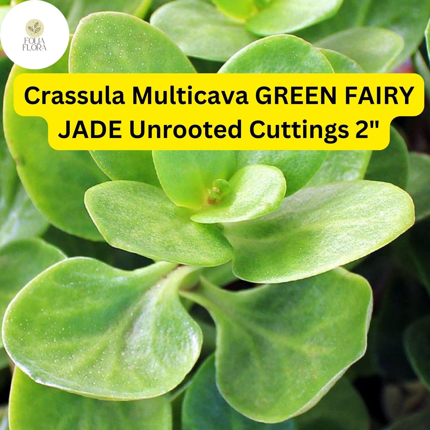 Crassula Multicava ‘Green Fairy Jade’ | 2 Unrooted 2” Cuttings | Fast-Growing, Easy-Care Succulent, Ground Cover, Unique Houseplant