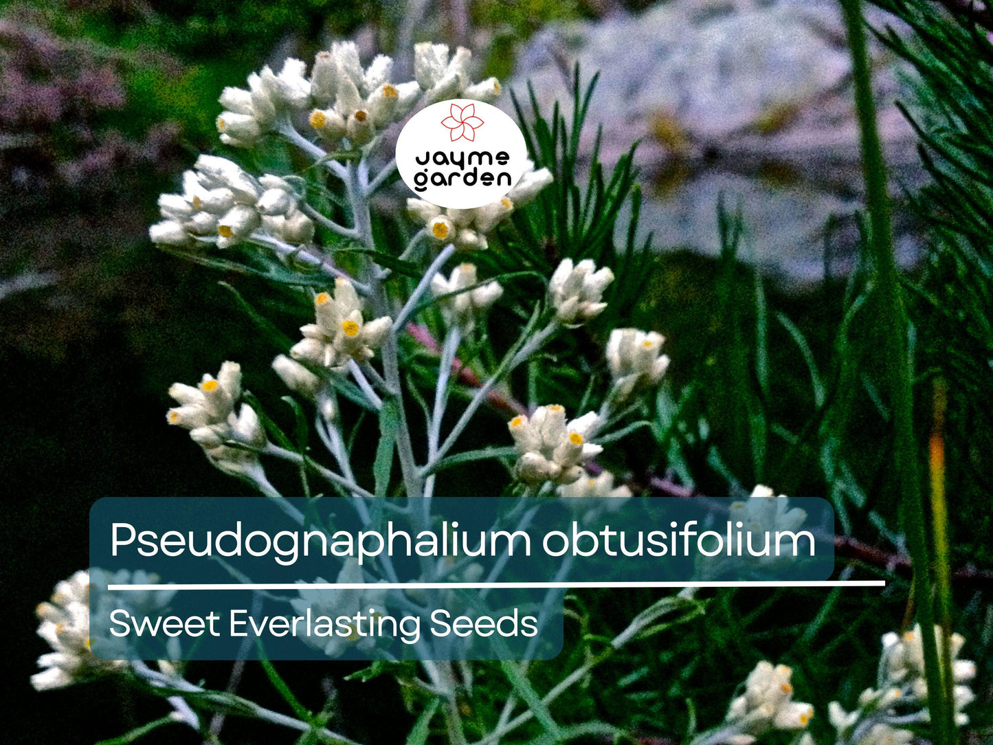 500 Seeds Pseudognaphalium Obtusifolium | Sweet Everlasting for Planting | Native Perennial Wildflower Pollinator Friendly Drought Tolerant