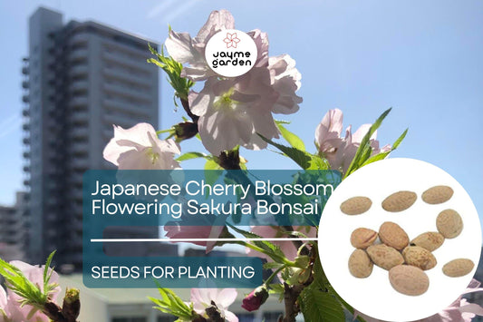 10 Seeds Japanese Cherry Blossom Bonsai - Flowering Sakura Tree Seeds - Pink Flowers, Exotic Bonsai Tree Prunus serrulata