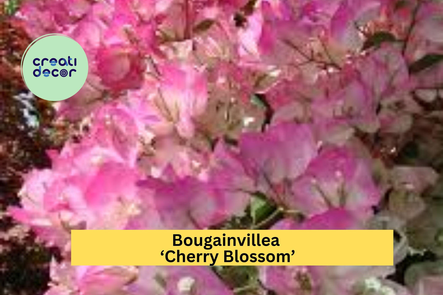 Bougainvillea ‘Cherry Blossom’ | Live Rooted Starter Plant | Pink Flowering Vine for Garden, Patio, or Container