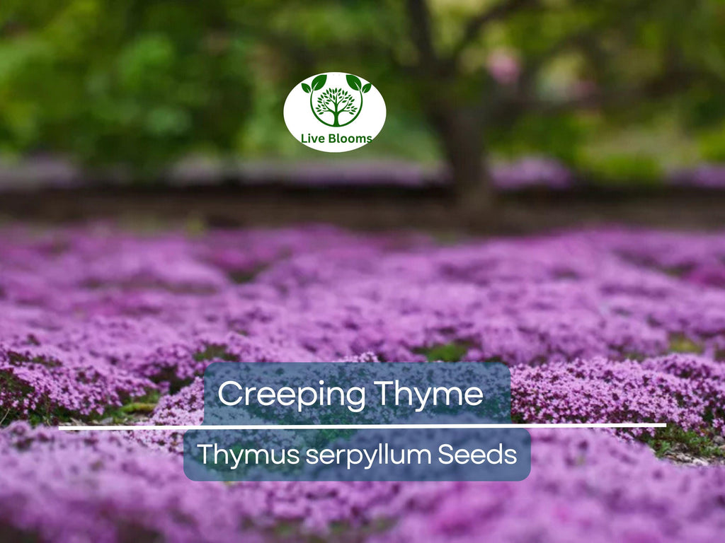 5000 Creeping Thyme Seeds | Perennial Herb & Purple Groundcover | Aromatic Low-Growing Thyme Plant for Gardens, Lawns, and Landscaping