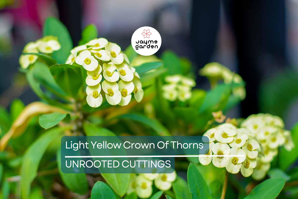 Light Yellow Crown of Thorns Cutting (1 Unrooted) | Easy to Propagate | Euphorbia Milii Starter Cutting for Bright Blooms