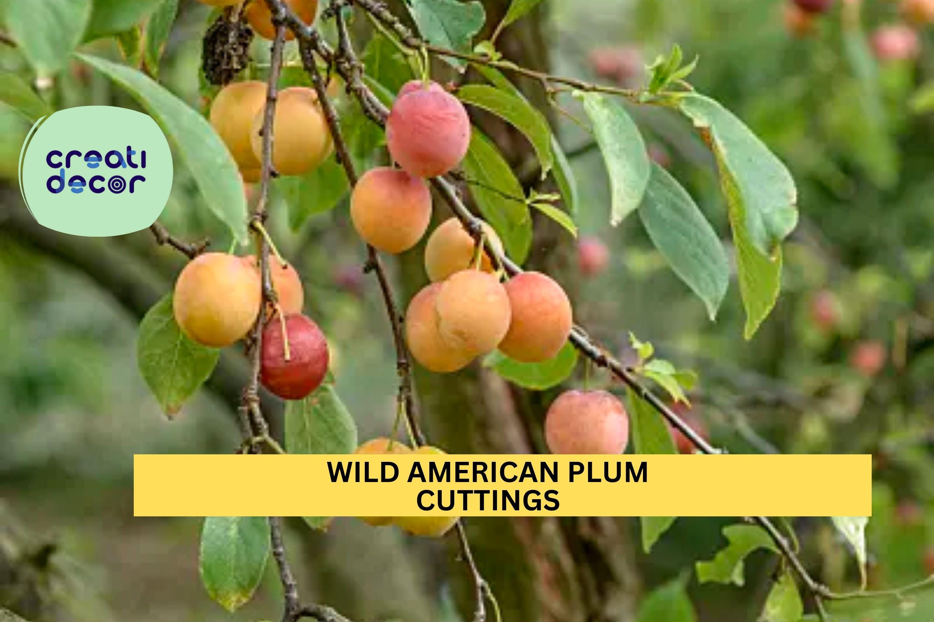 12 Wild American Plum Cuttings | Prunus Americana | Unrooted Edible Native Tree | Wildlife Habitat & Grafting Wood Starter