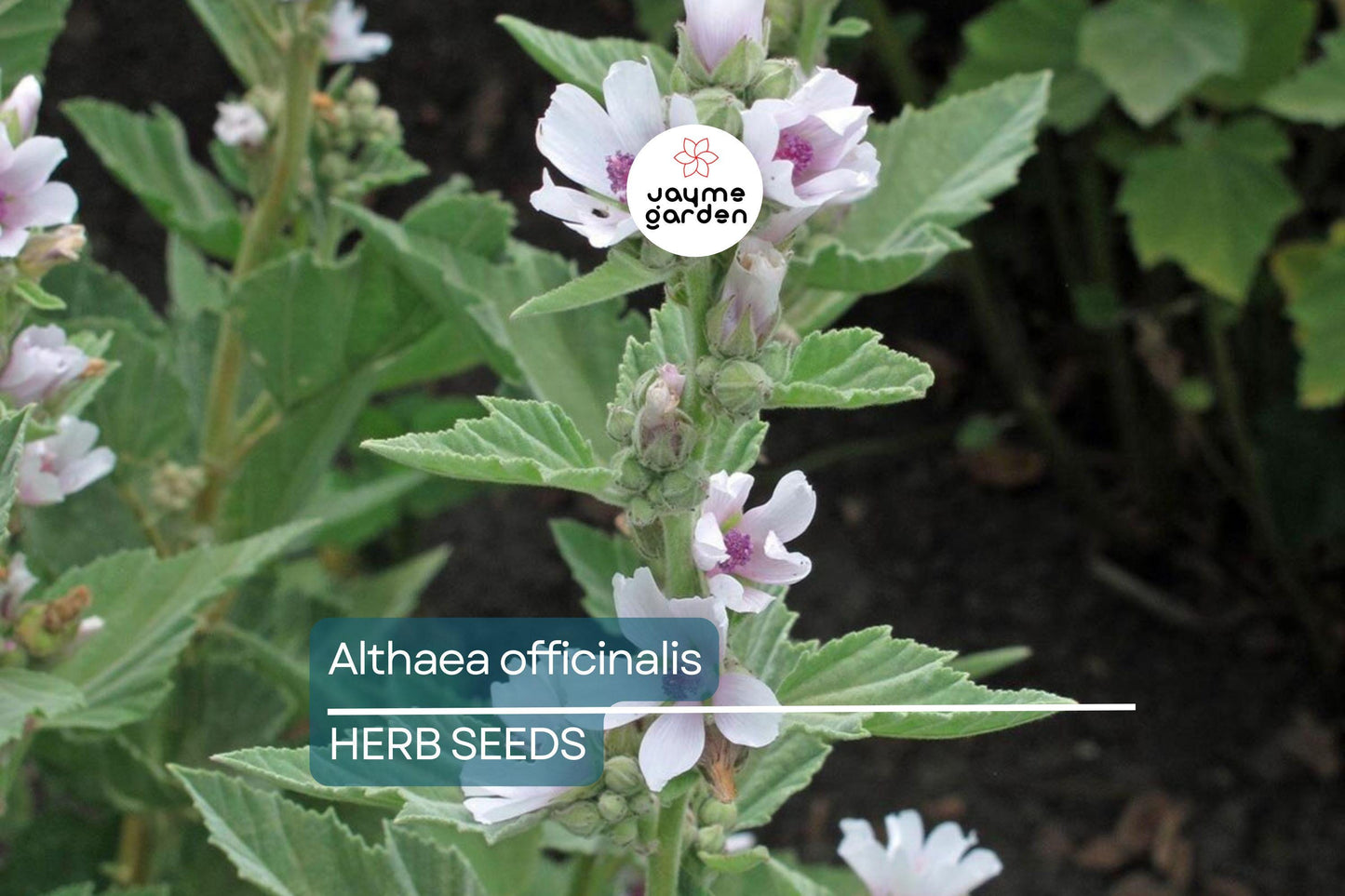 50 Marshmallow Seeds Althaea Officinalis – Perennial Herb, Medicinal & Culinary Uses, Pink Blooms, USA Seller