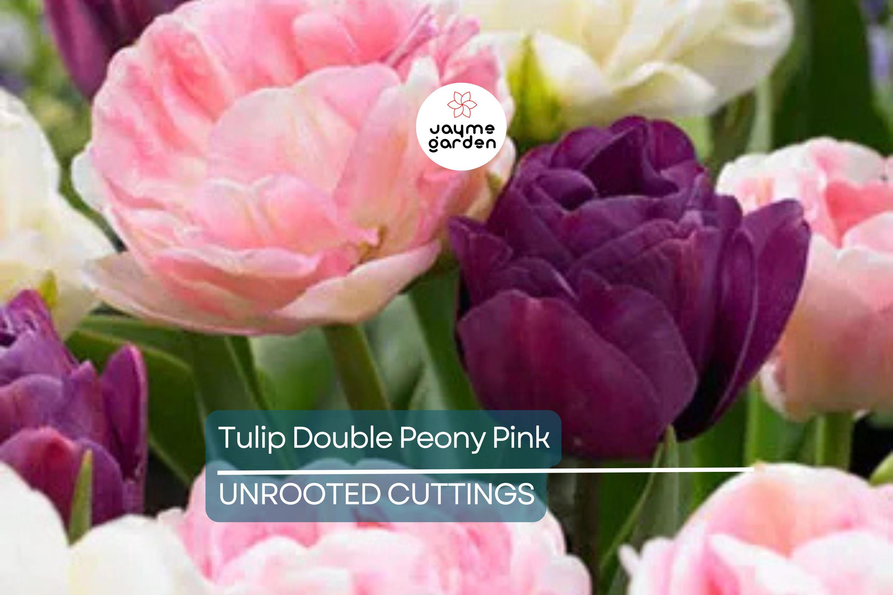 Double Peony Tulip Mix - 6 Pink Angelique & Blue Diamond Bulbs, Peony-Like Blooms, Perfect for Beds and Containers, USDA Zones 3-8