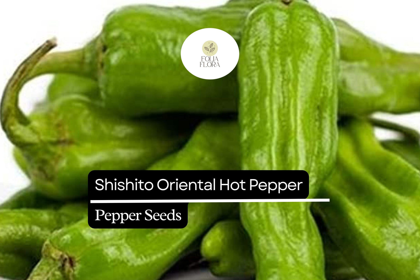 10 Seeds Shishito Pepper, Mild Japanese Pepper, Perfect for Grilling and Sautéing