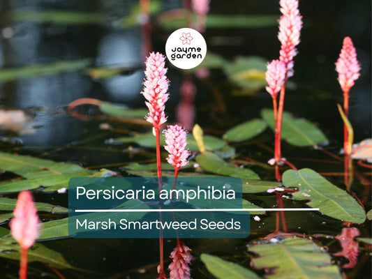 50 Seeds Persicaria Amphibia | Marsh Smartweed for Planting | Aquatic Perennial Water-Loving Plant | Wildlife Habitat & Pollinator-Friendly