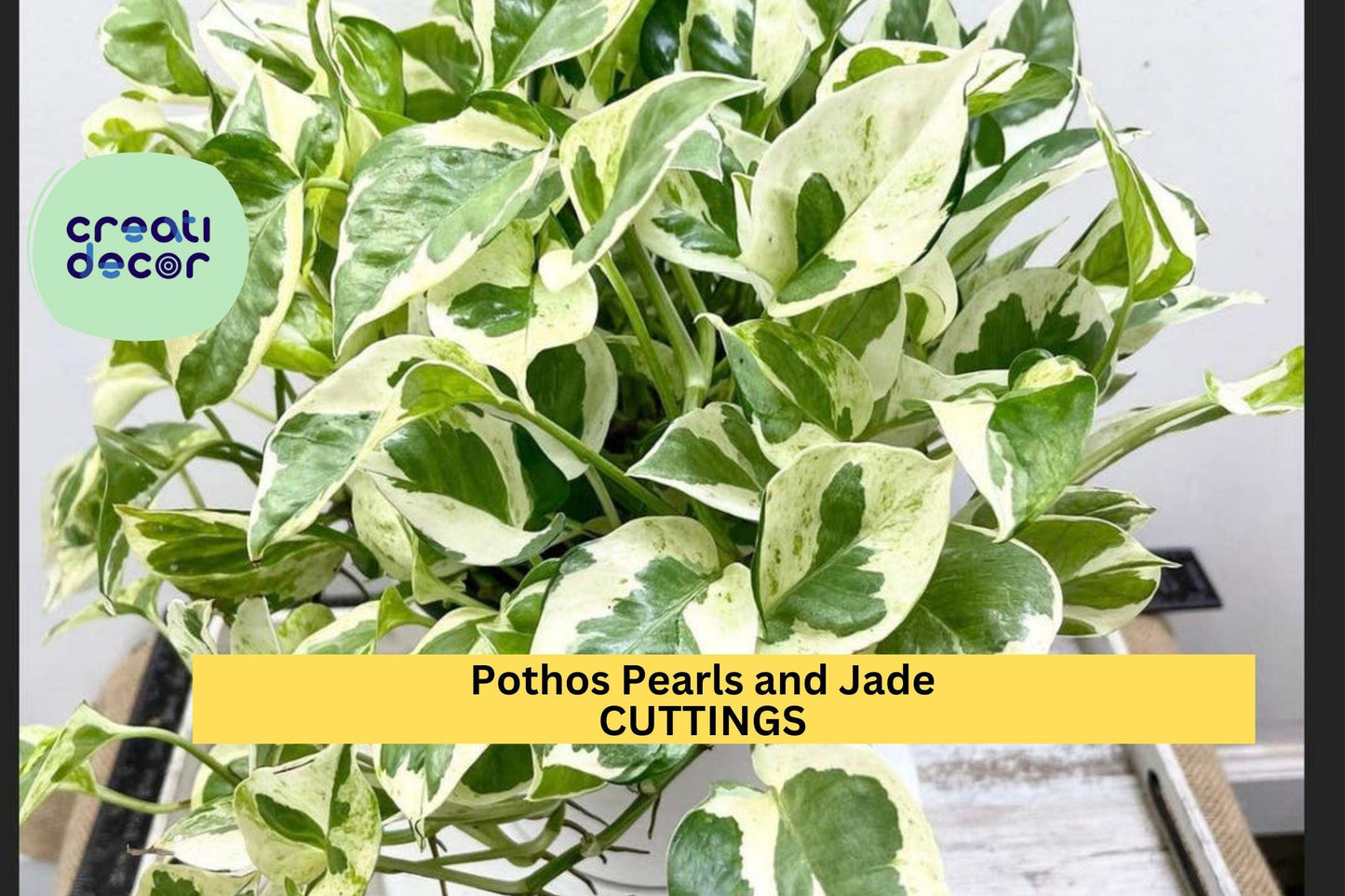 Pothos ‘Pearls and Jade’ Cuttings | 3 Unrooted Variegated Devil’s Ivy | Indoor Vining Houseplant | Easy Care Trailing Starter