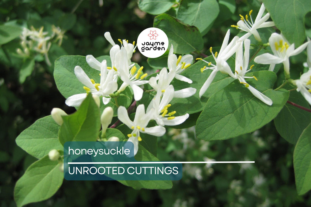 6 Honeysuckle Plant Cuttings | Fragrant Vine | No Roots | 6"-8" Long | Fast Growing | Easy to Propagate