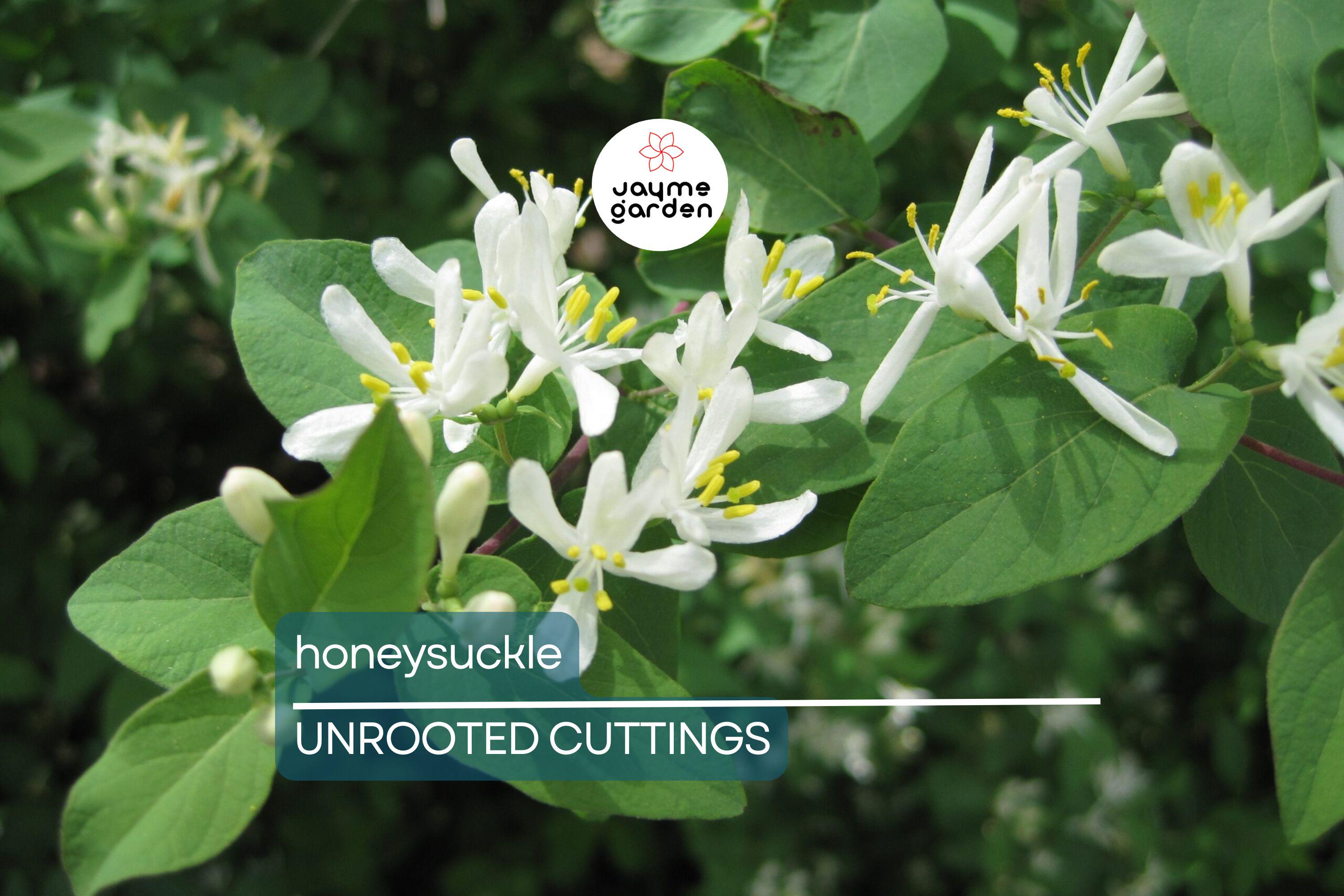 6 Honeysuckle Plant Cuttings | Fragrant Vine | No Roots | 6"-8" Long | Fast Growing | Easy to Propagate