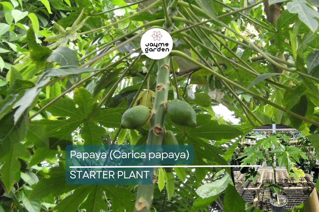 Papaya Tree (Carica papaya) Live Tropical Fruit Tree 1’-2’ | Sweet Flavor, Juicy Texture, and Easy to Grow