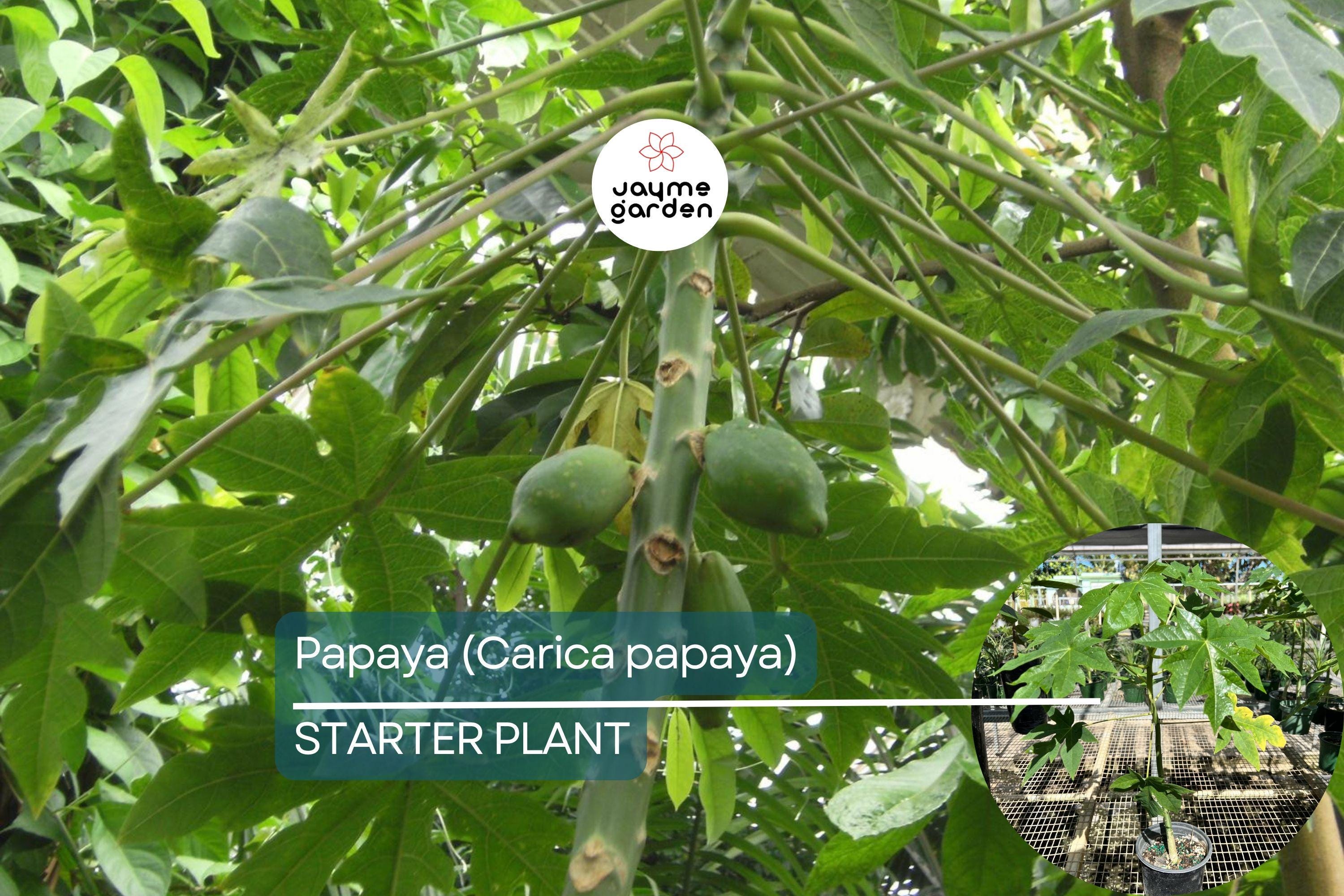 Papaya Tree (Carica papaya) Live Tropical Fruit Tree 1’-2’ | Sweet Flavor, Juicy Texture, and Easy to Grow