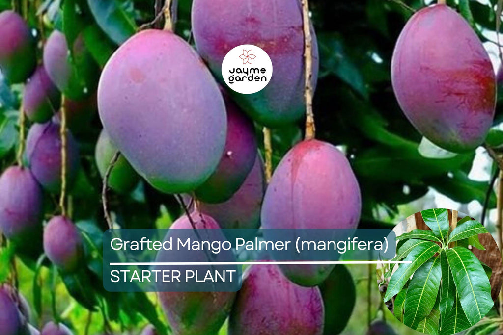 Grafted Palmer Mango Tree (Mangifera) Starter 3’-4’ - Large Juicy Fruit, Tropical Garden Beauty