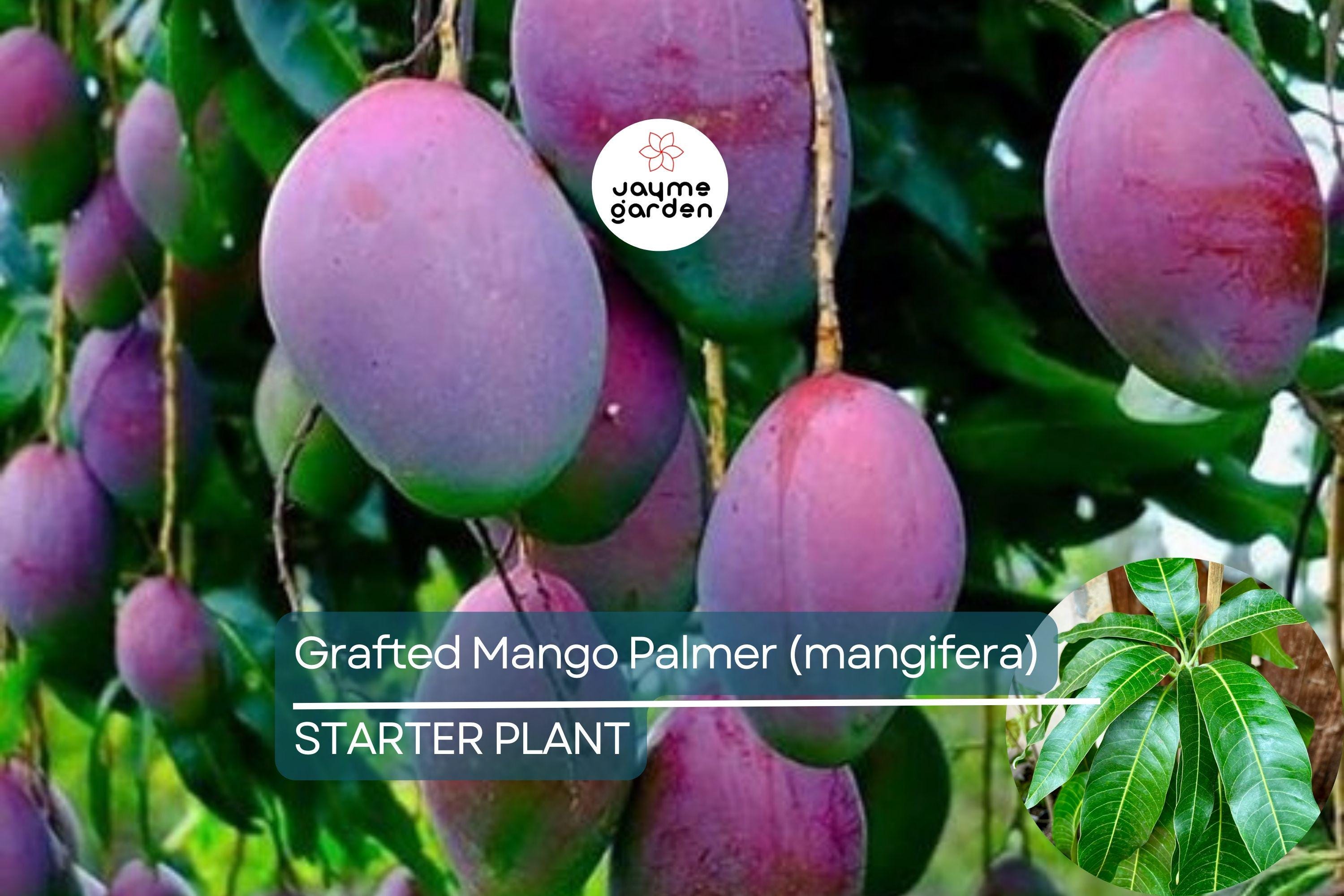 Grafted Palmer Mango Tree (Mangifera) Starter 3’-4’ - Large Juicy Fruit, Tropical Garden Beauty