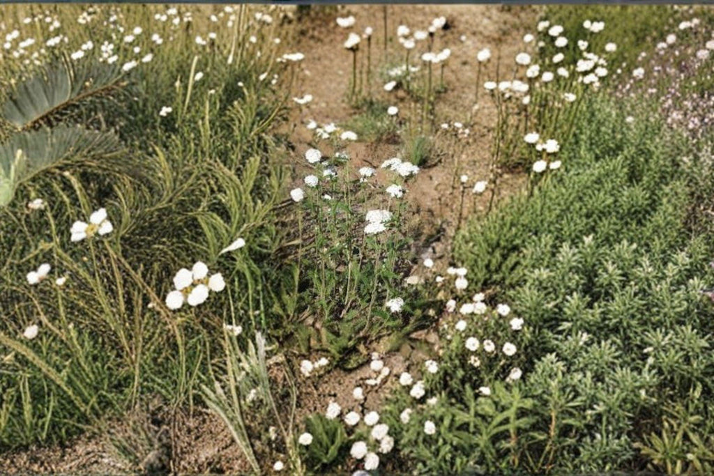Achillea millefolium occidentalis/Western Yarrow – 500 Seeds | Native Perennial Wildflower | Drought-Tolerant | Pollinator & Medicinal Plant