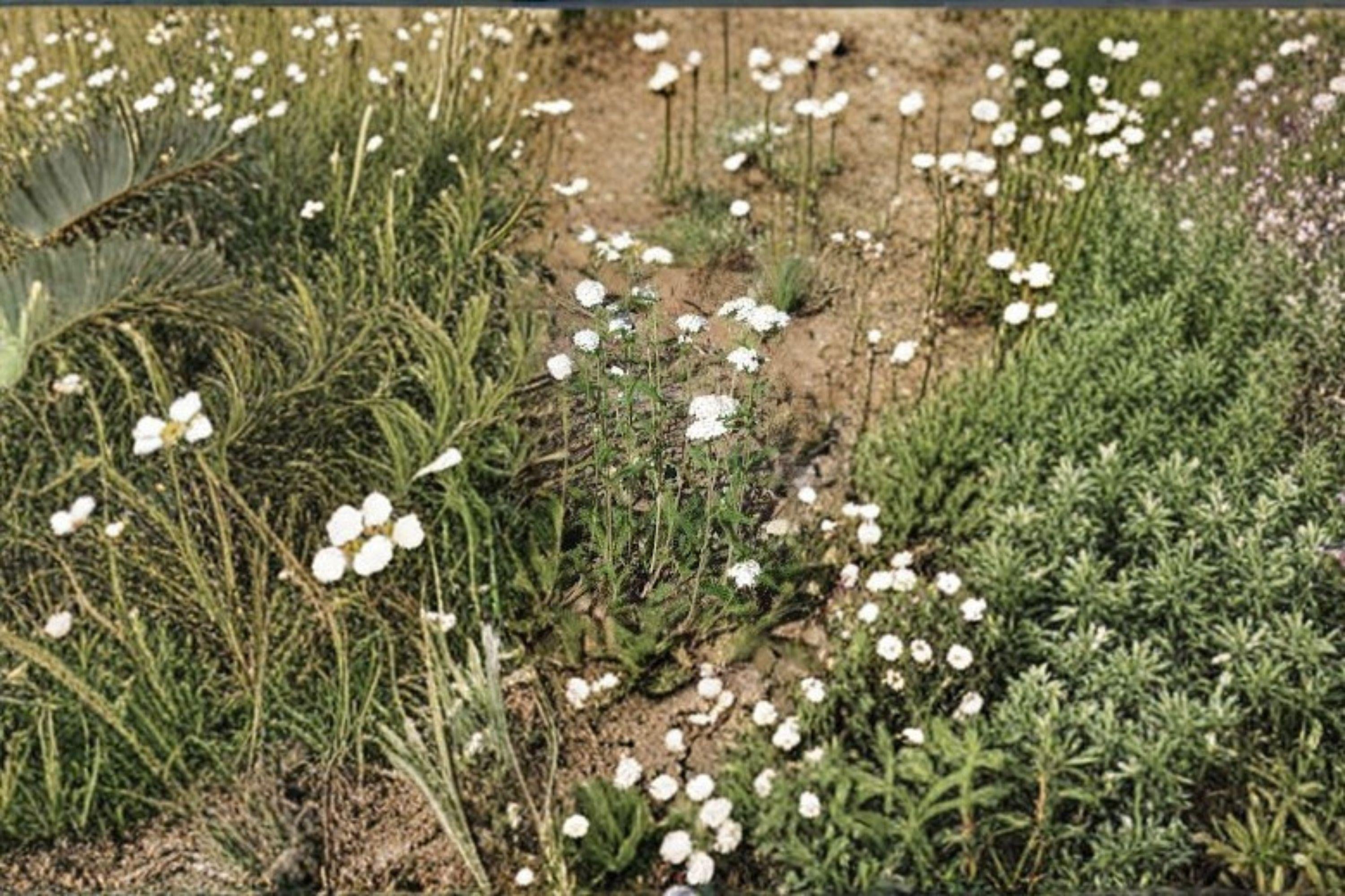 Achillea millefolium occidentalis/Western Yarrow – 500 Seeds | Native Perennial Wildflower | Drought-Tolerant | Pollinator & Medicinal Plant