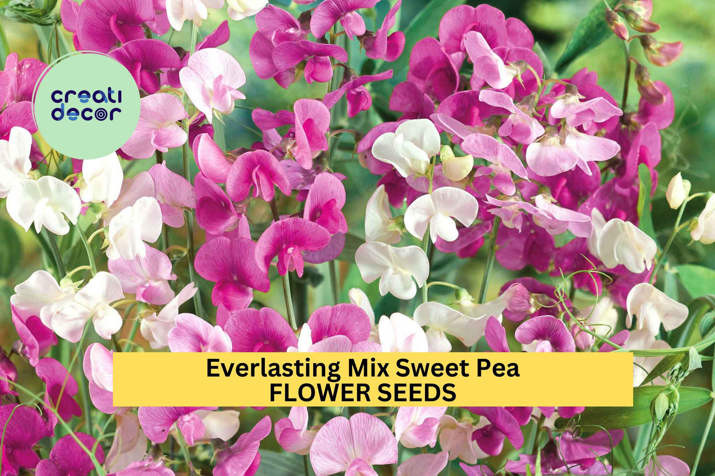 50+ Lady Nicholson Sweet Pea Seeds – Pale Pink Fragrant Blooms for Garden Planting, Climbing Vines for Trellises & Bouquets – USA