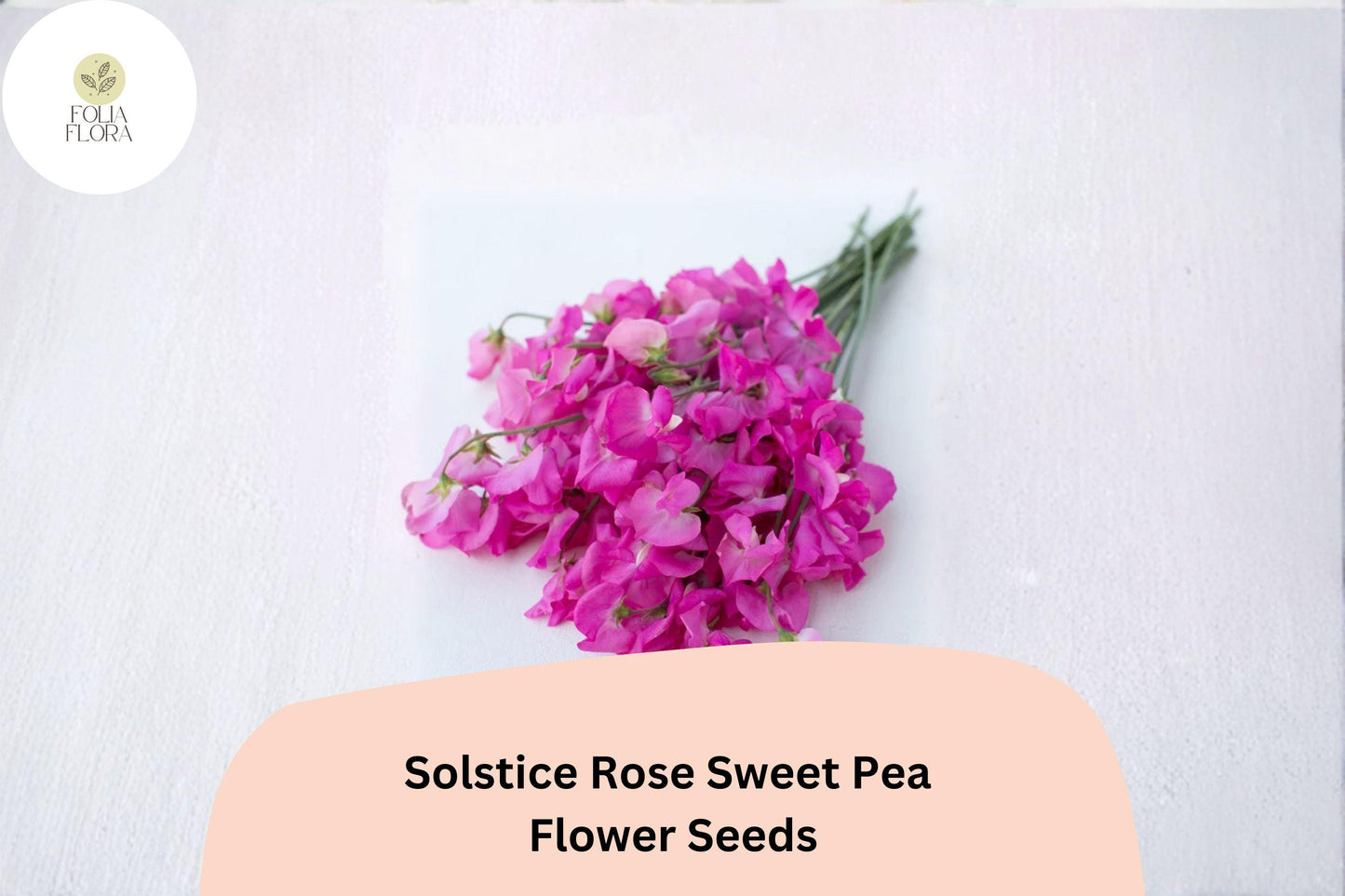 Solstice Rose Sweet Pea Seeds | Lathyrus odoratus Climbing Vine (50+ Seeds) for Garden Planting