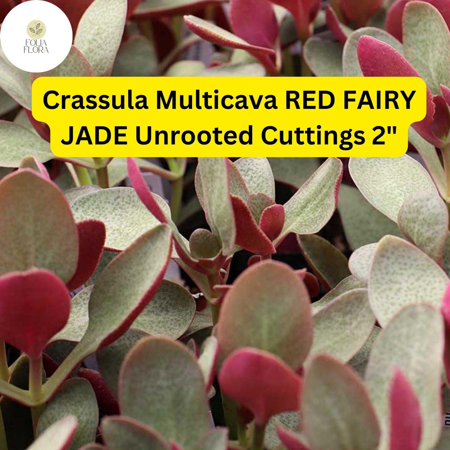 Crassula Multicava ‘Red Fairy Jade’ | 2 Unrooted 2” Cuttings | Trailing Succulent, Fast-Growing, Ground Cover, Easy-Care Houseplant