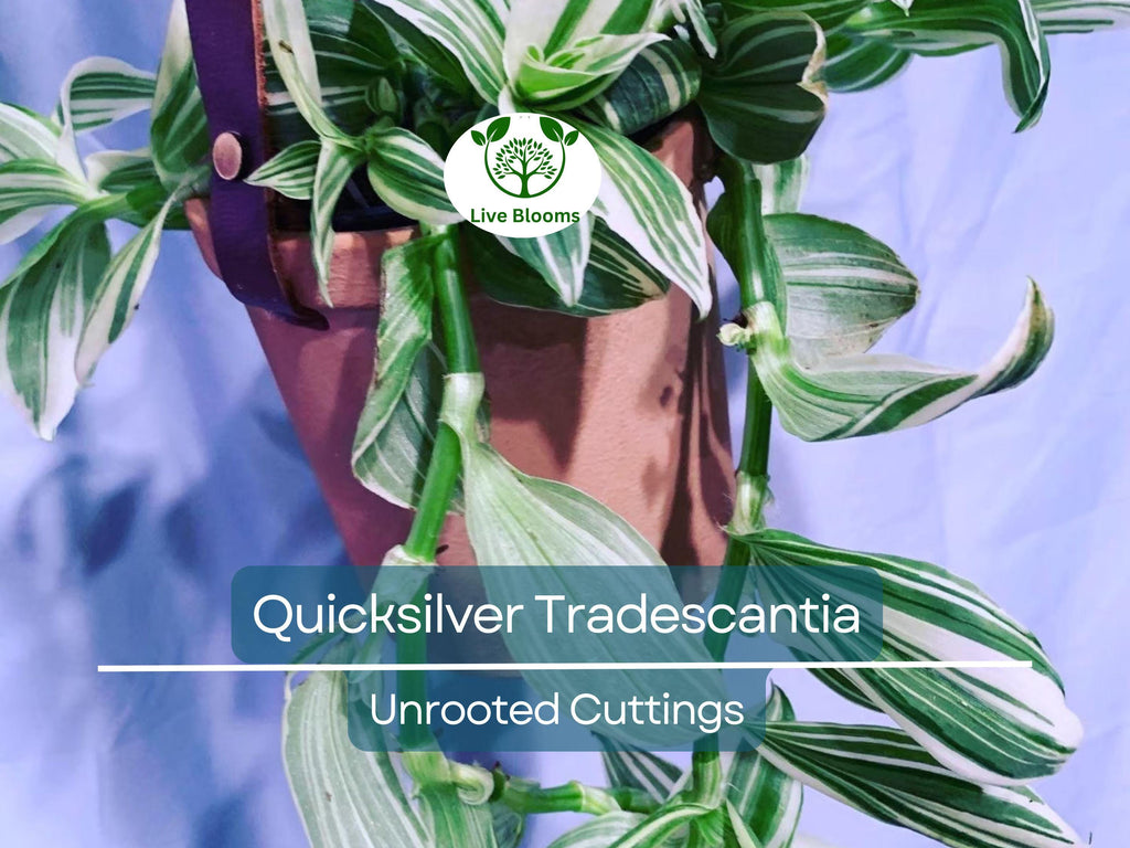 5 Tradescantia Albiflora 'Quicksilver' Variegated Wandering Jew Unrooted Cuttings - White & Green Foliage, Easy Propagation, Houseplant