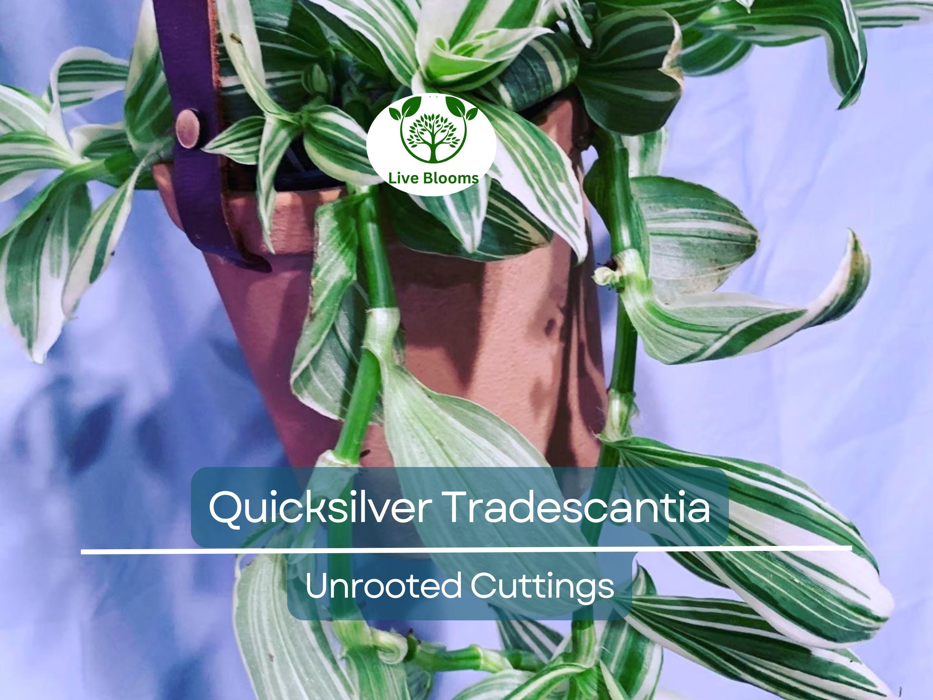 5 Tradescantia Albiflora 'Quicksilver' Variegated Wandering Jew Unrooted Cuttings - White & Green Foliage, Easy Propagation, Houseplant