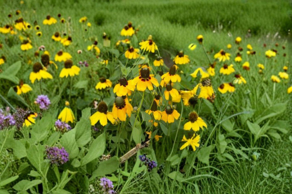 Clasping Coneflower 200 Seeds | Native Prairie Wildflower | Long-Blooming Yellow & Red Flowers | Pollinator Favorite