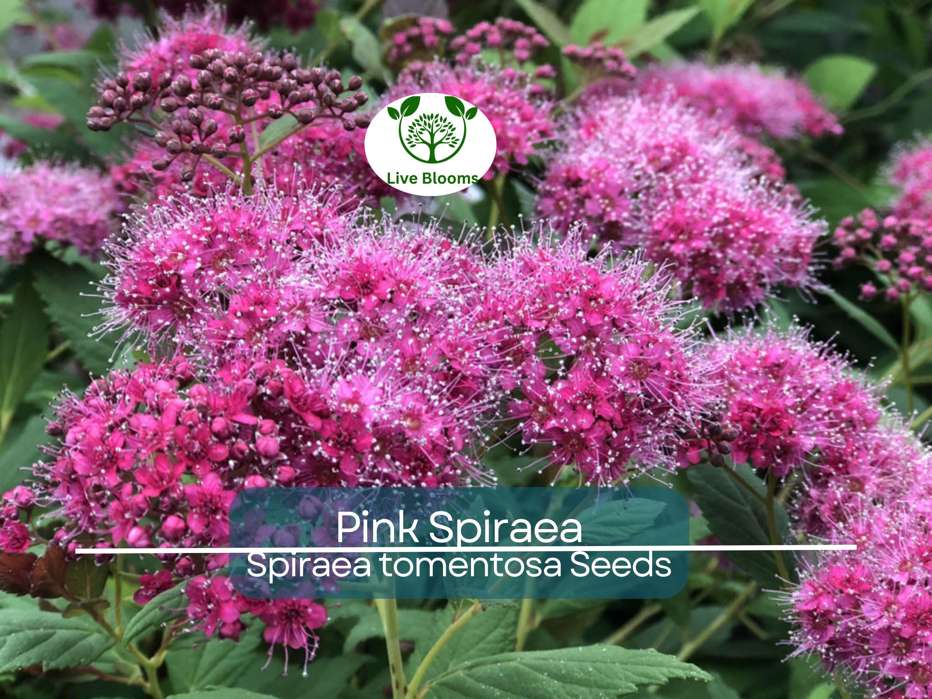 500 Pink Spiraea Seeds (S. tomentosa), Hardy Flowering Shrub, Beautiful Pink Blooms, Easy to Grow, Perfect for Gardens & Landscaping