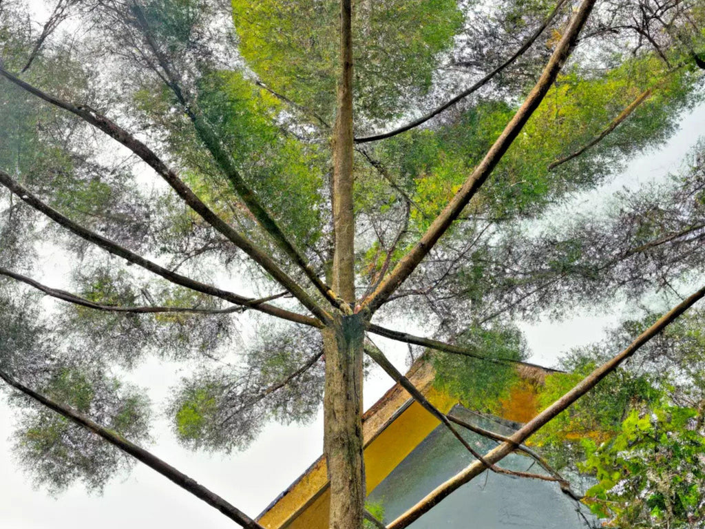 50 Tropical Oak Tree Seeds - Casuarina cunninghamiana, She-Oak, Bonsai, Fast-Growing, Evergreen, Ideal for Garden & Landscaping