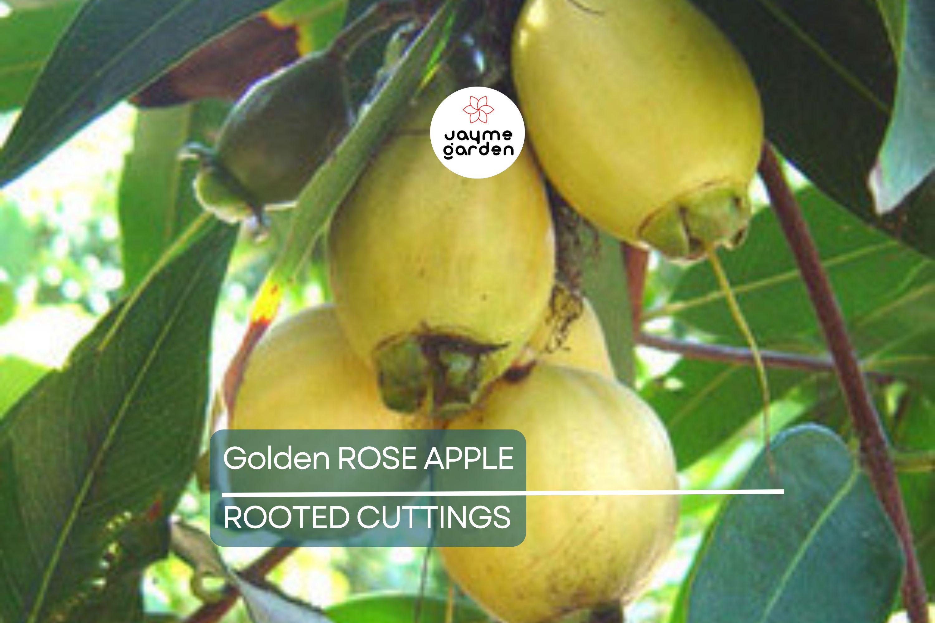 Golden Rose Apple Tree - Syzygium Jambos - Tropical Fruit Seedling, 4”+ Tall, Fast-Growing, Ready to Plant
