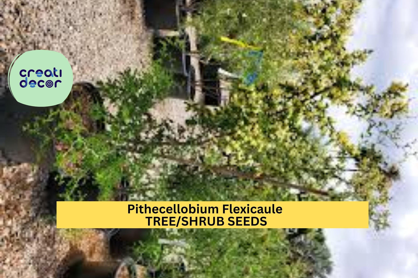 3pcs of 10seeds Pithecellobium flexicaule – Texas Ebony Tree Seeds for Bonsai, Drought Gardens, or Wildlife Landscaping Seeds for Planting