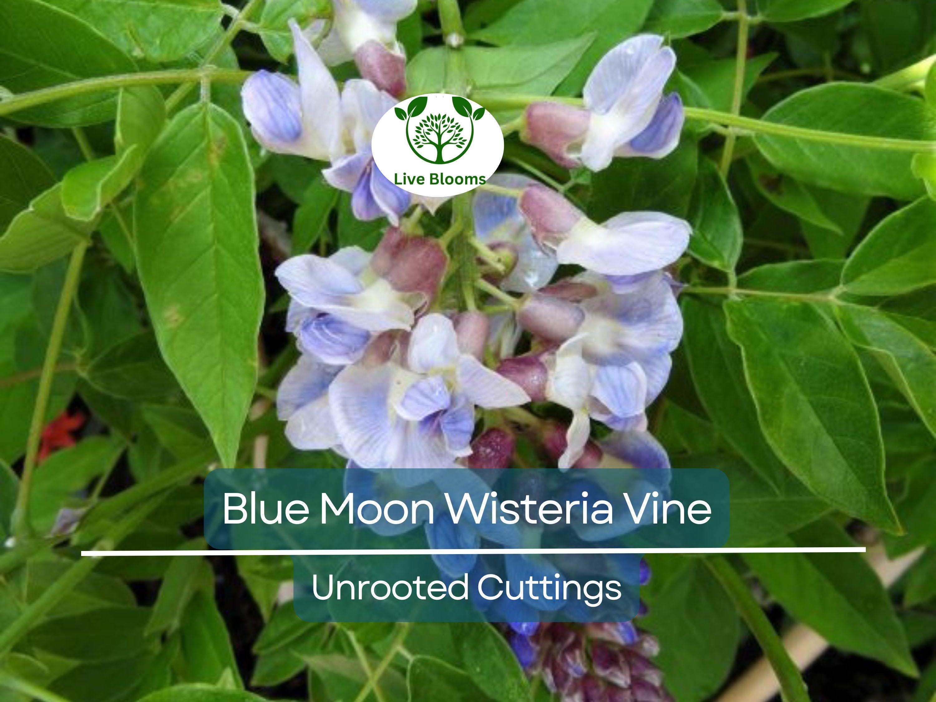 4 Wisteria Vines Blue Moon Fresh Unrooted Cuttings (Wisteria macrostachya) DIY Flowering Vine - Propagate Beautiful Blooms