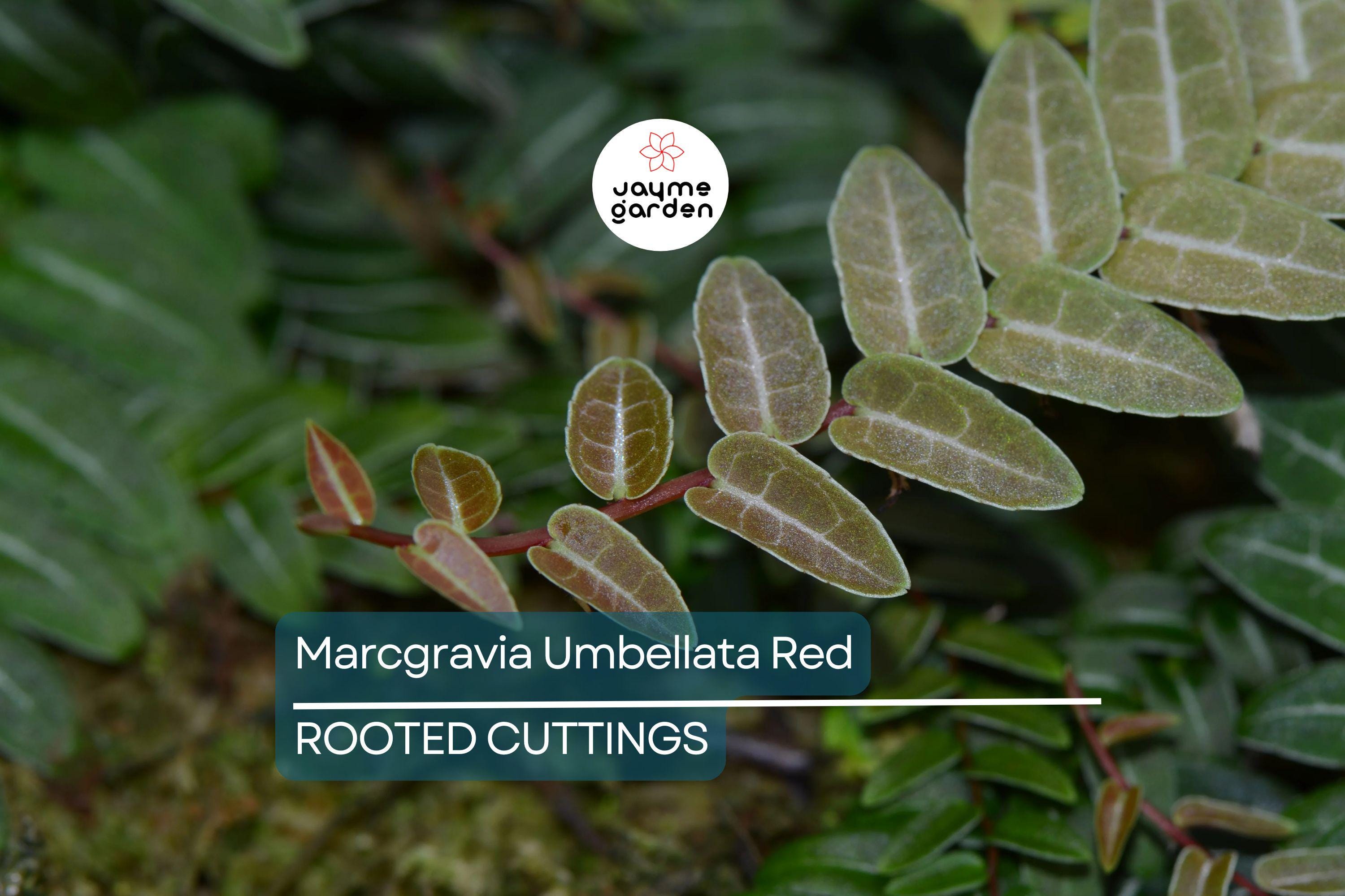 Marcgravia Umbellata | Red/Pink Rooted Plant | Terrarium & Vivarium Climber | High Humidity | Exotic Rare Houseplant