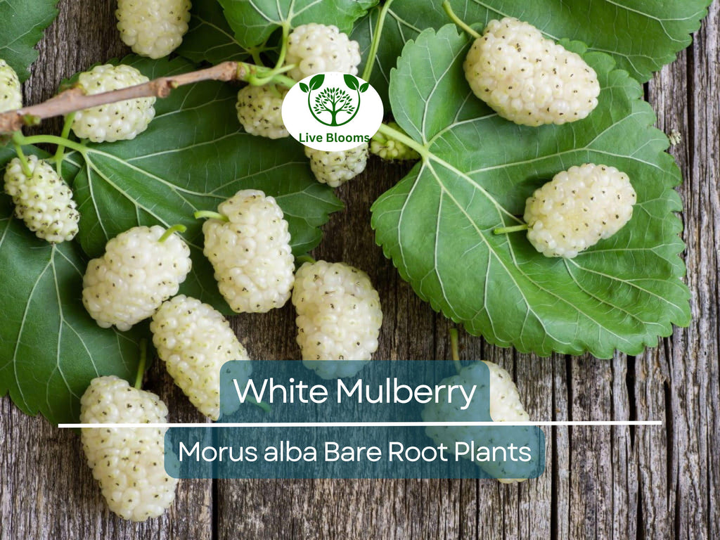1 White Mulberry Tree – Morus Alba Live Bare Root Tree 1–2 Ft Tall – Fast-Growing Fruit Tree for Garden or Landscape