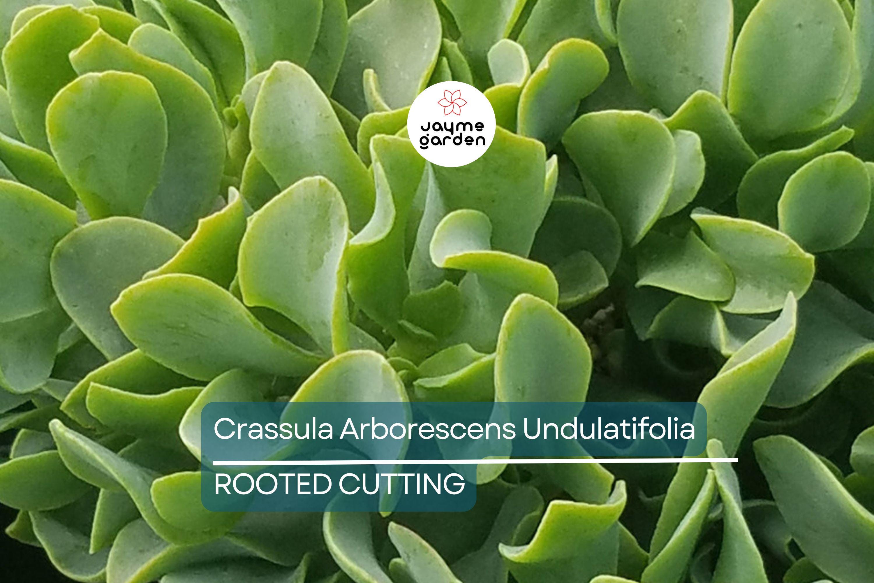 Ripple Jade Succulent - 3" Rooted Plant, Wavy Blue-Green Foliage, Perfect for Indoors or Outdoors, USDA Zones 9-11