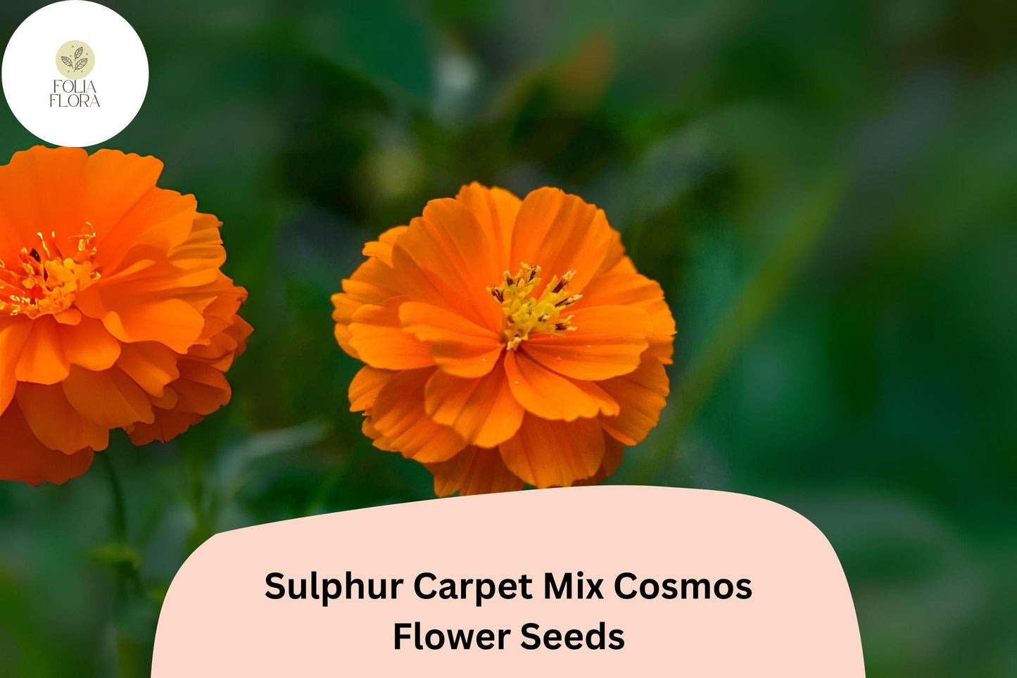 200+ Sulphur Carpet Mix Cosmos Seeds | Cosmos sulphureus Orange Yellow Red Blend | Dwarf Garden Flower Seeds