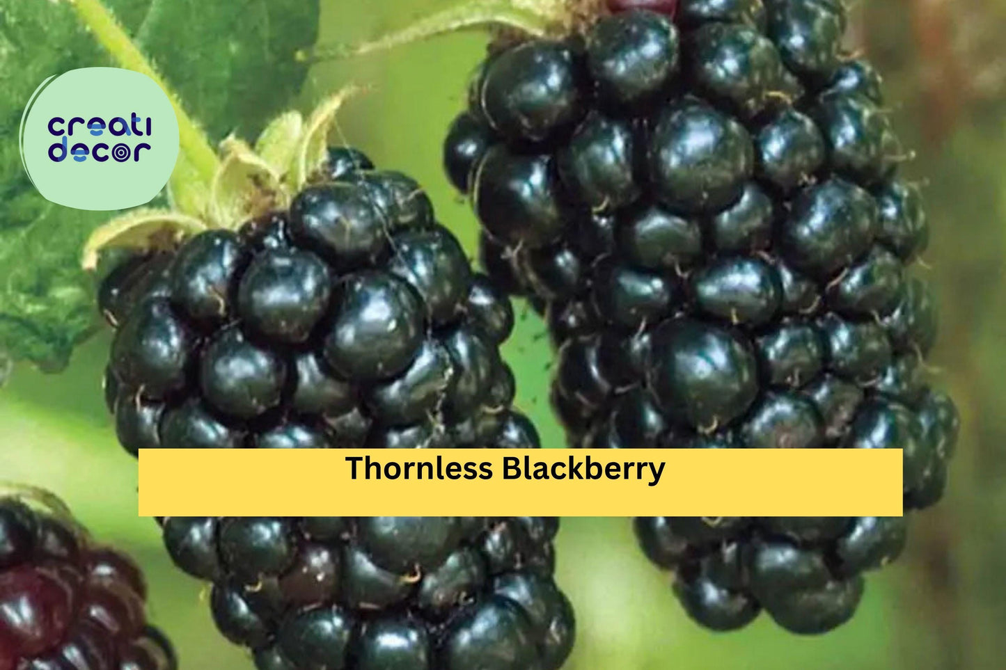 Prime-Ark Freedom Thornless Blackberry Plants – Live 2-Pack, Cold Hardy Fruit Bushes, High-Yield, Easy Grow Berry Plants for Garden