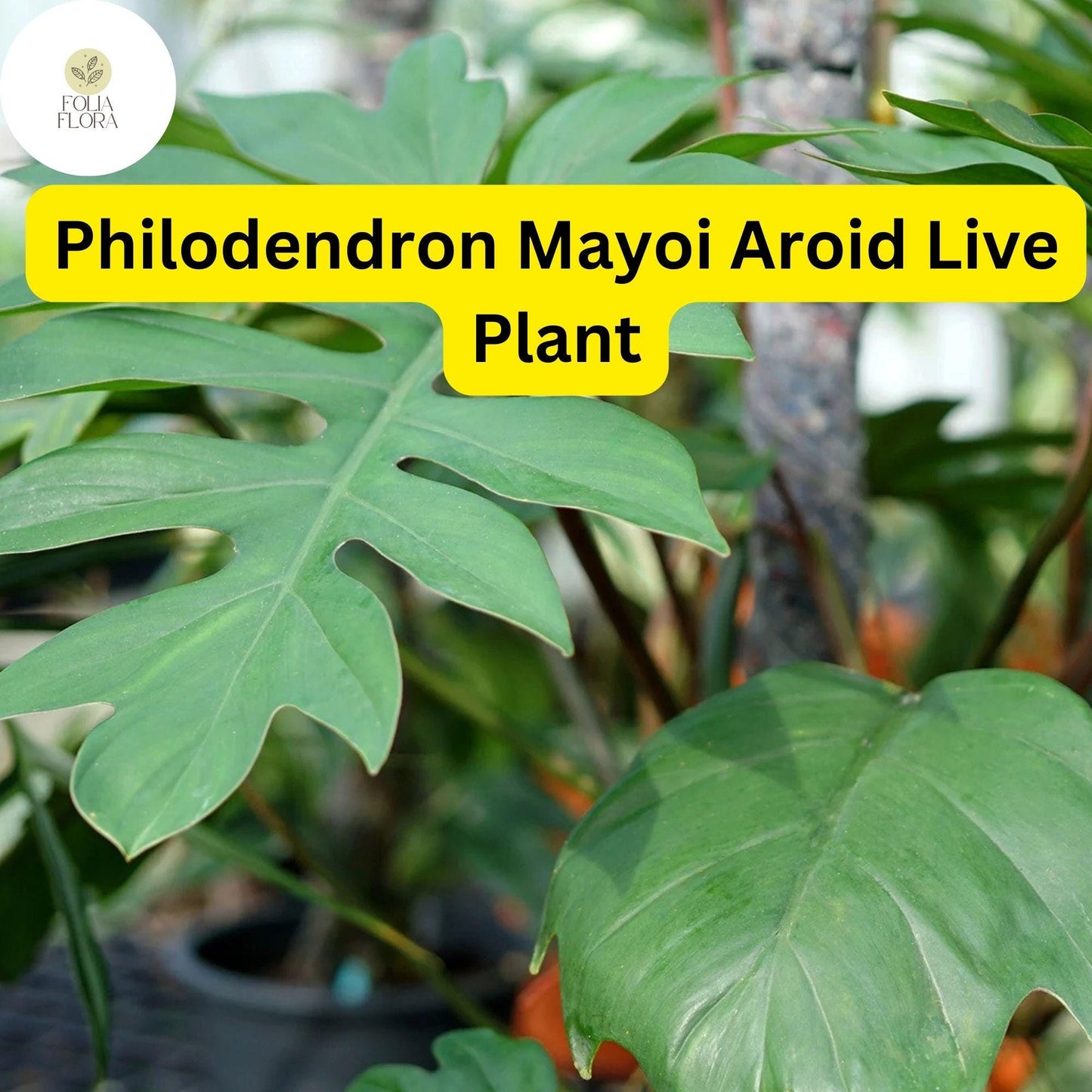 1 Philodendron Mayoi - Aroid Well-Rooted Live Plant in 4" Pot - Tropical Indoor Houseplant, Easy-Care
