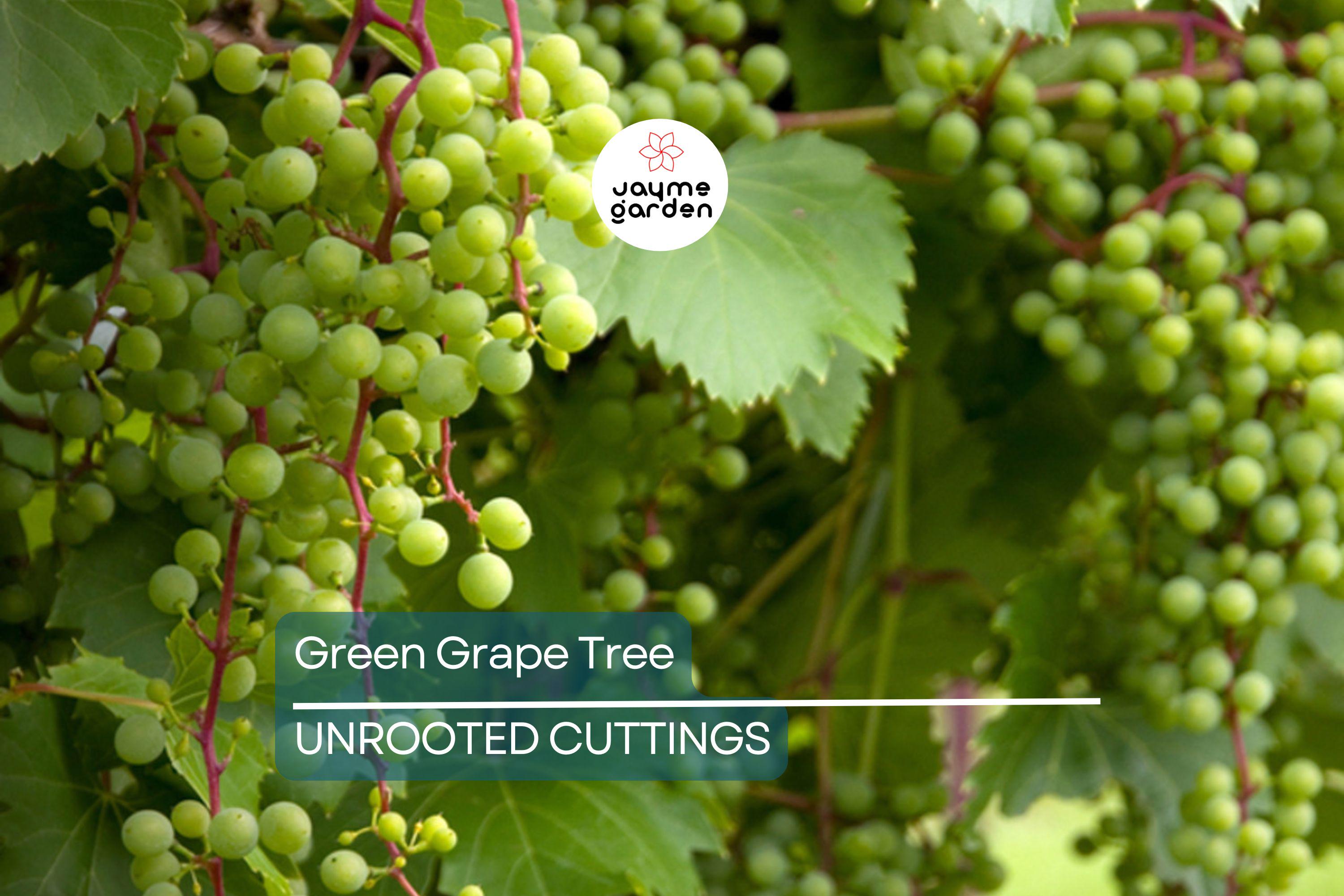 Green Grape Tree Cutting Vine with Pot – Live Sweet Seedless Small Fruit Plant, Perfect for Outdoor Gardens