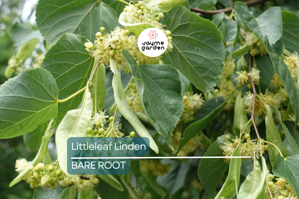 Littleleaf Linden Tree, Tilia Cordata, Live Bare Root, Pyramidal Shape, Fragrant Yellow Flowers, Shade Tree, 2-3’ Tall, Zones 3-8