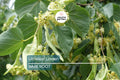 Littleleaf Linden Tree, Tilia Cordata, Live Bare Root, Pyramidal Shape, Fragrant Yellow Flowers, Shade Tree, 2-3’ Tall, Zones 3-8