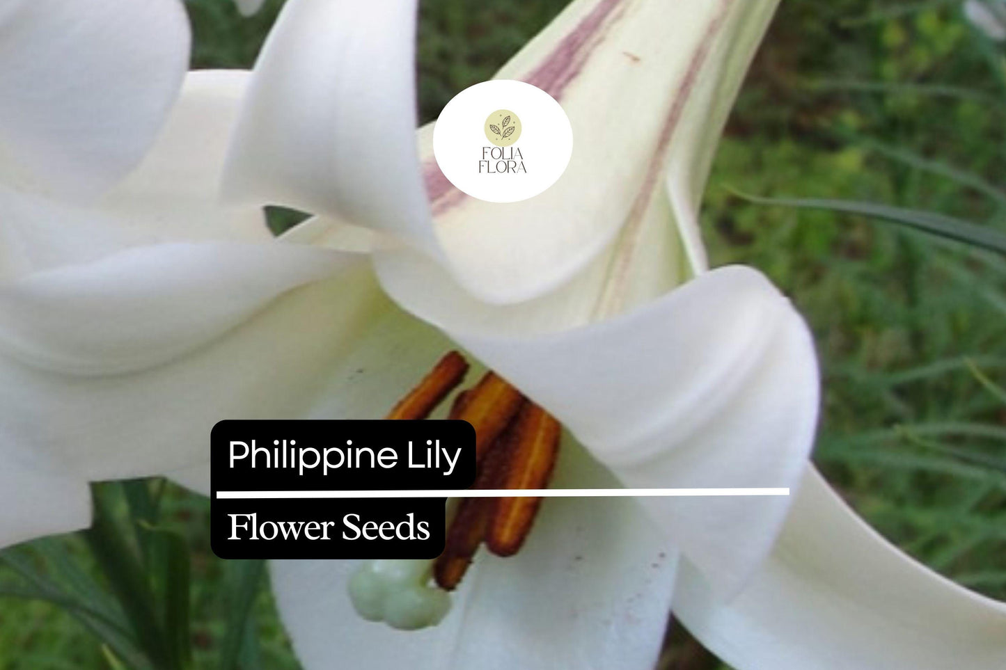 25 Philippine Lily Seeds | Rare White Lilium philippinense | Fragrant Blooms | Tropical Garden Flower | Easy to Grow Seeds
