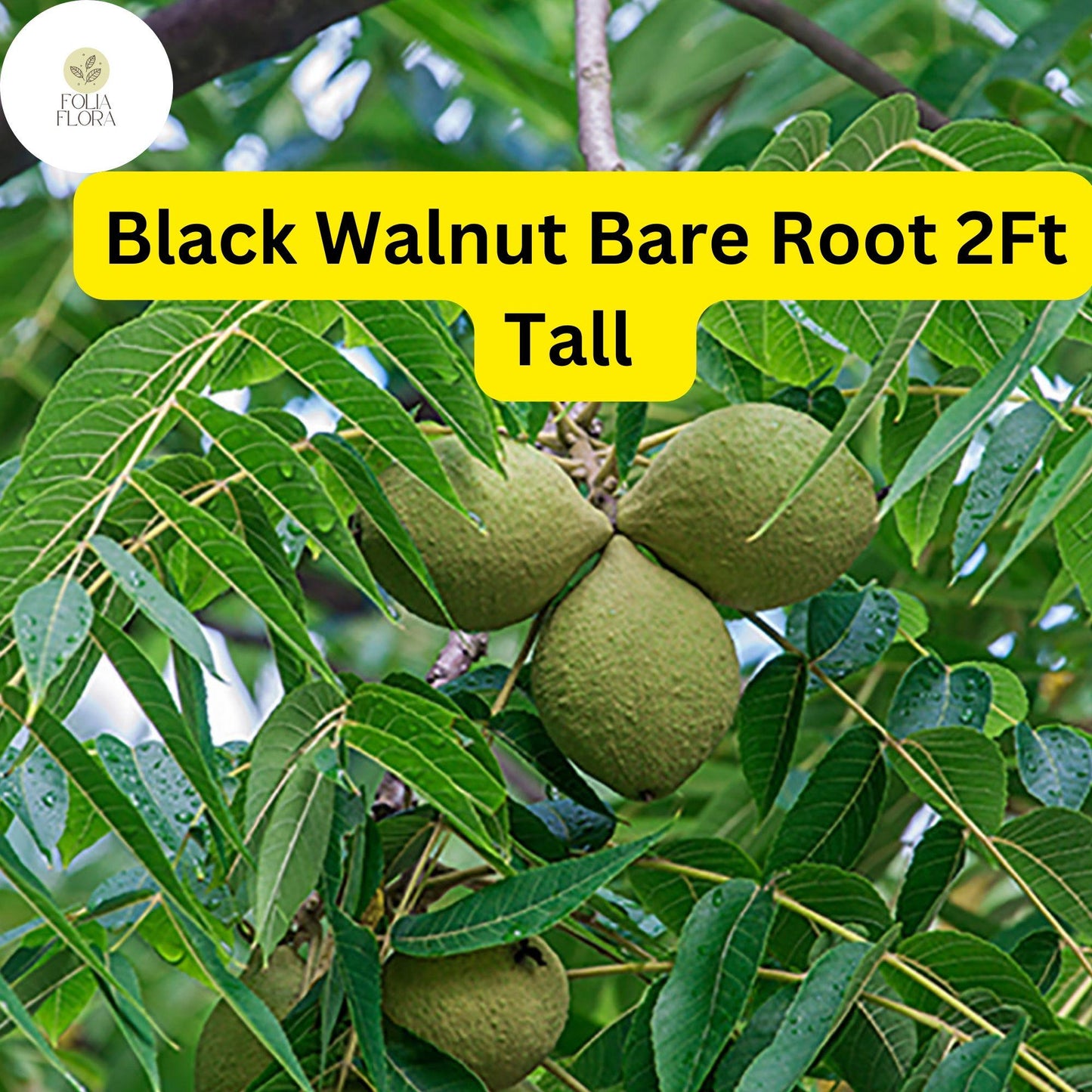 2 Black Walnut Trees Bare Root Live Plants, 2ft Tall, Juglans nigra, Nut-Producing Shade Trees