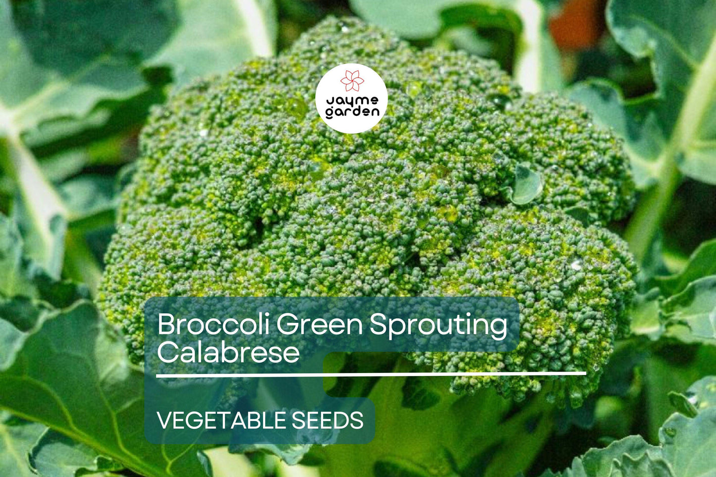 Broccoli Green Sprouting Calabrese 1 Gram Seeds - Heirloom Non-GMO Variety - Sweet, Tender Broccoli for Fresh Eating, Soups, & Gardening