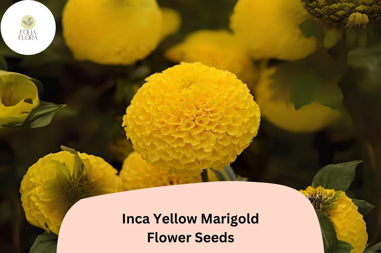 25+ Inca Yellow Marigold Seeds | Tagetes erecta | Bright Yellow Blooms | Easy Annual Flower for Garden Beds & Containers