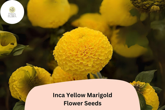25+ Inca Yellow Marigold Seeds | Tagetes erecta | Bright Yellow Blooms | Easy Annual Flower for Garden Beds & Containers